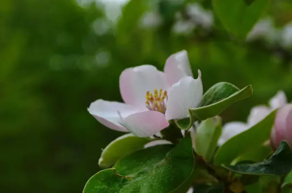 Fragrante Jovem Flor Branca Árvore Marmelo Florescente Fechar Manhã Primavera — Fotografia de Stock