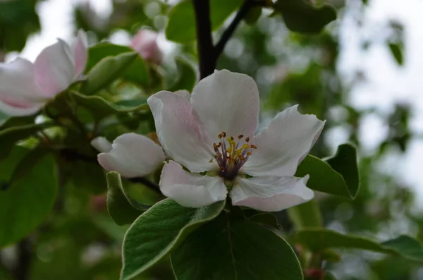 Fragrante Jovem Flor Branca Árvore Marmelo Florescente Fechar Manhã Primavera — Fotografia de Stock