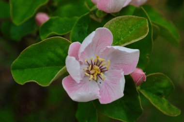 Çiçek açan ayva ağacındaki güzel kokulu beyaz çiçek güneşli bir bahar sabahı kapanıyor.