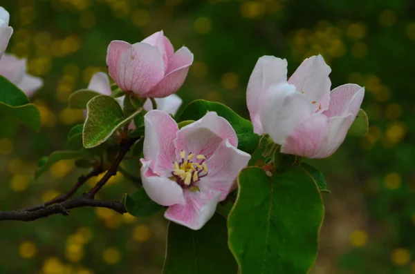 Fragrant Young White Flower Blossoming Quince Tree Close Sunny Spring — Stock Photo, Image