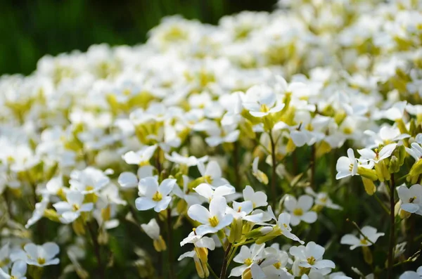 Śnieżnobiałe Kwiaty Lobularia Maritima Alyssum Maritimum Alyssum Słodki Lub Alison — Zdjęcie stockowe