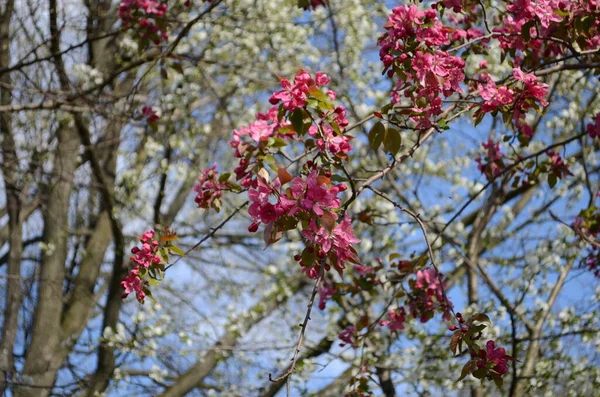 Blooming Paradise Apple Tree Red Flowers Leaves Paradise Apple Trees — Stock Photo, Image