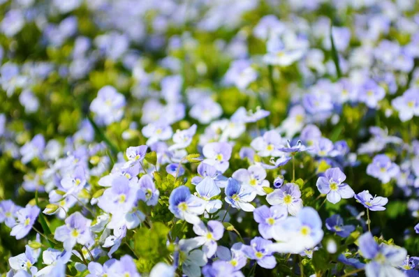 Vackra Trädgård Blommor Sommar Blomma Bakgrund Veronica Filiformis Smal Speedwell — Stockfoto