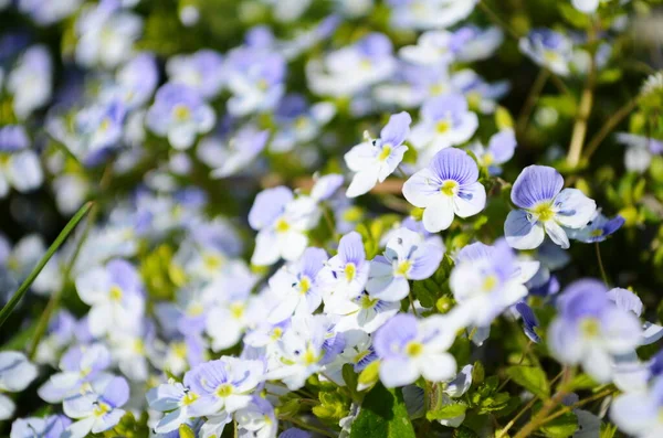 Taman Bunga Yang Indah Bunga Latar Musim Panas Veronica Filiformis — Stok Foto