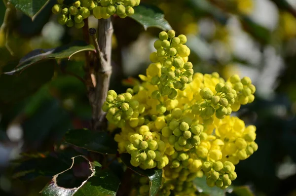 開花マホニアアクフィオリウム Mahonia Aquifoliumは 北米西部原産のBerberidaceae科の開花植物の一種です — ストック写真