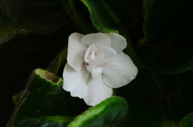 Tencerede renkli menekşe