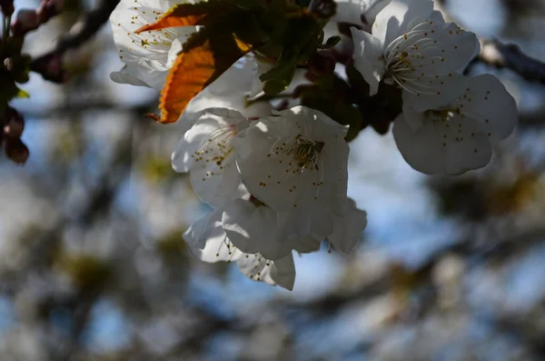 Цветы Сакуры Цветут Весенний День — стоковое фото
