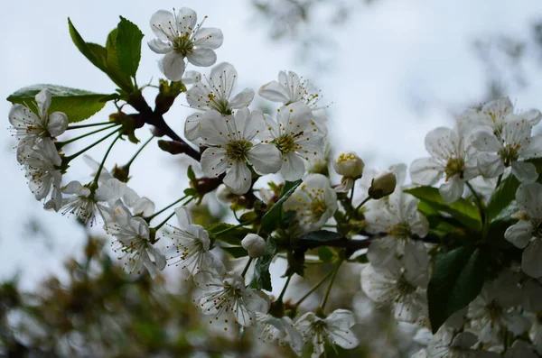 Flores Das Flores Cereja Dia Primavera — Fotografia de Stock