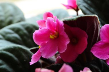 Tencerede renkli menekşe