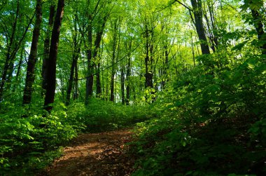 Orman ağaçları. doğa yeşil ahşap güneş ışığı arka planı