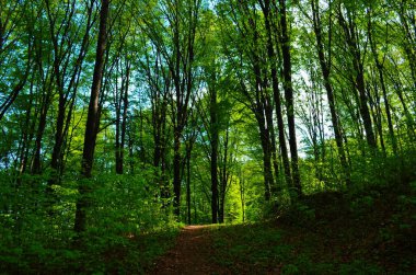 Orman ağaçları. doğa yeşil ahşap güneş ışığı arka planı