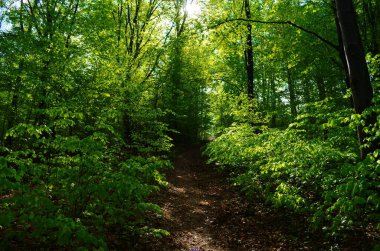 Orman ağaçları. doğa yeşil ahşap güneş ışığı arka planı
