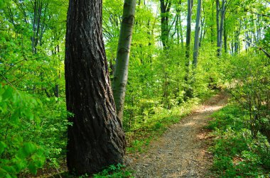 Orman ağaçları. doğa yeşil ahşap güneş ışığı arka planı