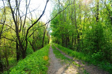 Orman ağaçları. doğa yeşil ahşap güneş ışığı arka planı