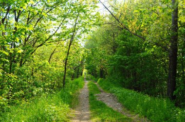 Orman ağaçları. doğa yeşil ahşap güneş ışığı arka planı