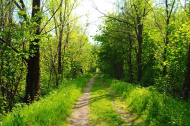 Orman ağaçları. doğa yeşil ahşap güneş ışığı arka planı
