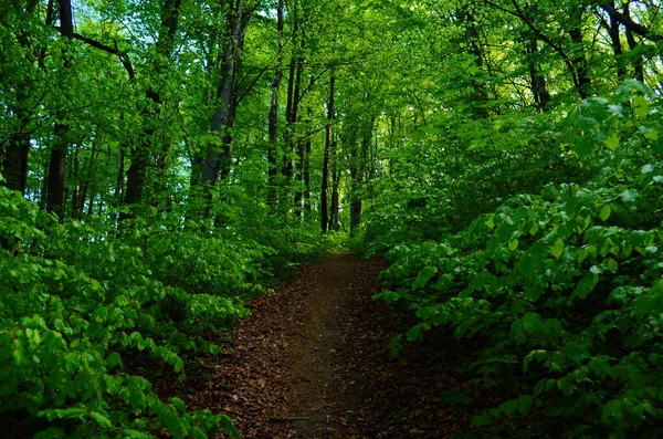 Alberi della foresta. natura verde legno luce del sole sfondi — Foto Stock