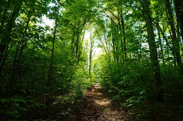 Alberi della foresta. natura verde legno luce del sole sfondi — Foto Stock