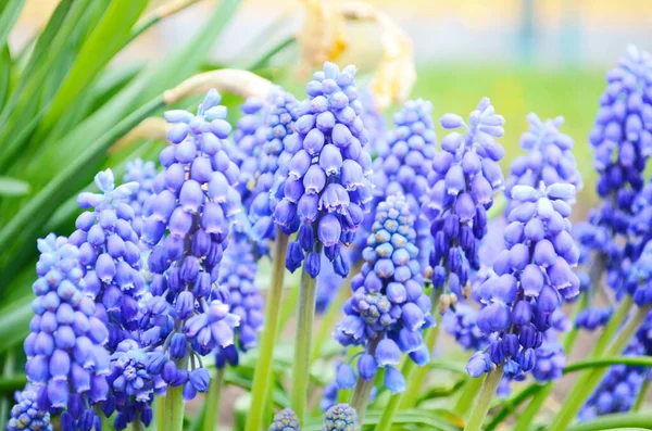 Muscari çiçeği. Muscari armeniacum. Üzüm sümbülleri. Muscari çiçekleri bulanık bir arkaplanda, ılık güneş ışığında.