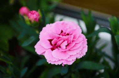 Güzel pembe karanfil çiçeği Dianthus caryophyllus, Chabaud. Çiçek arka planı.