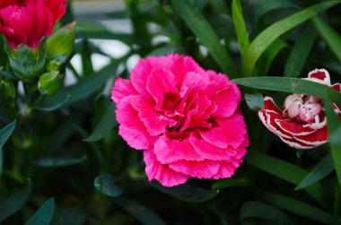 Güzel pembe karanfil çiçeği Dianthus caryophyllus, Chabaud. Çiçek arka planı.