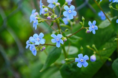 Beni unutma, kalp şeklinde küçük çiçekler.