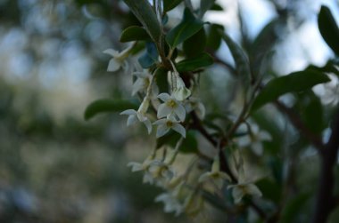 Yumuşak makro odak noktası Elaeagnus umbellata 'nın narin küçük çiçekleri. Bu çiçek açan bitkinin bahar mucizesi. Seçici odaklanma. Tasarım için doğa konsepti