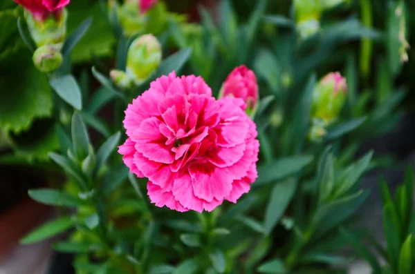 Bela Flor Cravo Rosa Dianthus Caryophyllus Chabaud Fundo Floral — Fotografia de Stock