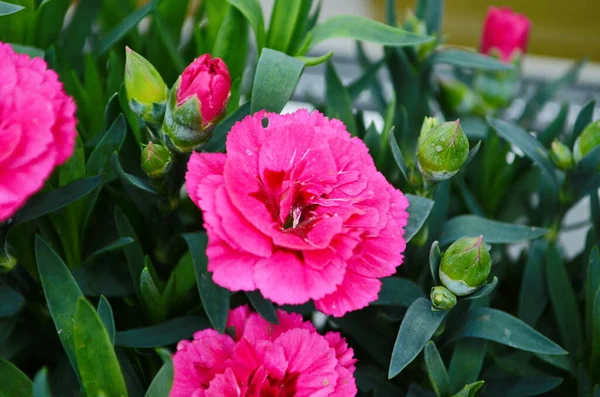 Piękny Różowy Goździk Kwiat Dianthus Caryophyllus Chabaud Tło Kwiatowe — Zdjęcie stockowe