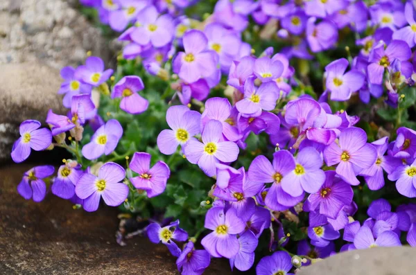 Aubretia Aubrieta Low Spreading Hardy Evergreen Perennial Flowering Plants Multiple — Stock Photo, Image