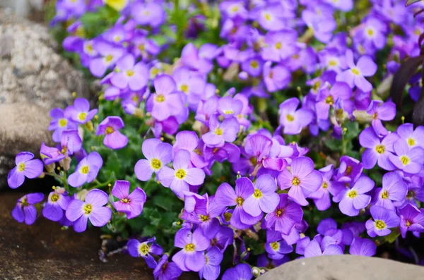 奥布丽霞或奥布丽塔低蔓延的耐寒常绿多年生开花植物 有多个稠密的小紫罗兰花 中心黄色 种植在当地花园中 形似纹理或壁纸 — 图库照片
