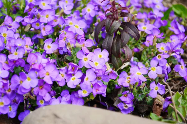 Aubretia Nebo Aubrieta Nízko Rozprostírající Odolné Věčně Zelené Trvalé Kvetoucí — Stock fotografie