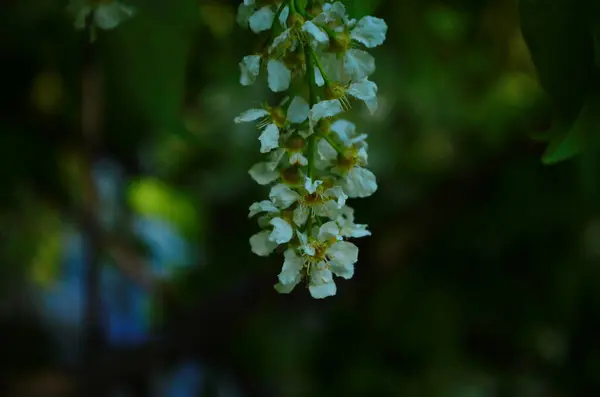 Miękkie Makro Ostrość Delikatne Małe Kwiaty Elaeagnus Umbellata Wiosenny Cud — Zdjęcie stockowe