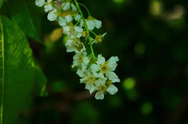 柔らかいマクロは Eleaguus Umbellataの繊細な小さな花に焦点を当てています この開花植物の春の奇跡 選択的フォーカス デザインのための自然コンセプト — ストック写真