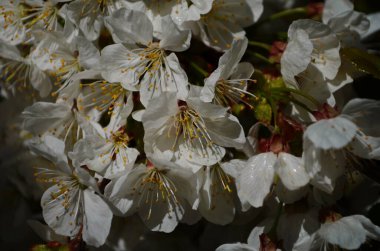 Bir bahar günü kiraz çiçekleri açar.