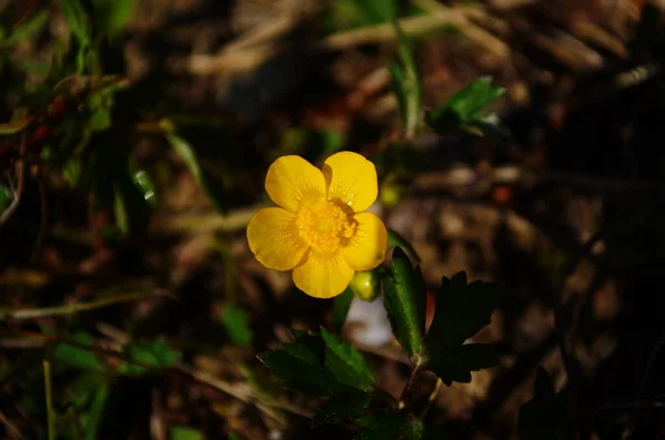 Aproape Floare Galbenă Meadow Buttercup Cunoscut Sub Numele Buttercup Comun — Fotografie, imagine de stoc