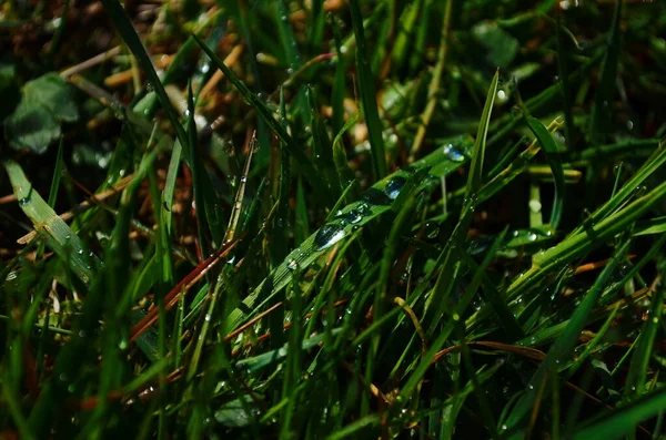 Vatten Droppar Det Gröna Gräset — Stockfoto