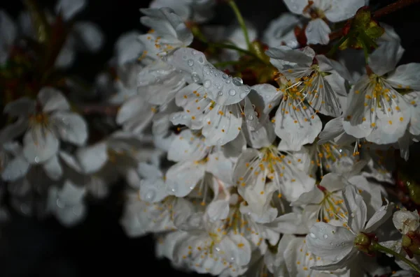 Квіти Вишневого Цвіту Весняний День — стокове фото