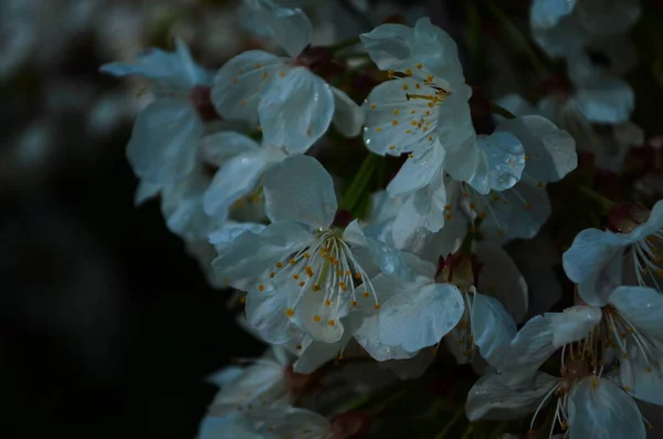 Fiori Dei Fiori Ciliegio Giorno Primavera — Foto Stock