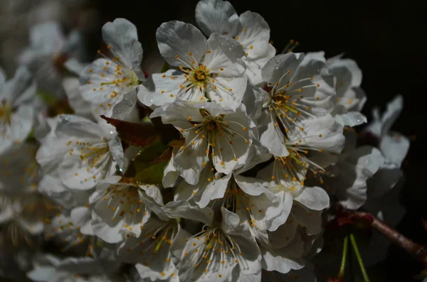 Цветы Сакуры Цветут Весенний День — стоковое фото