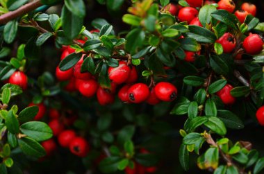 Cotoneaster çalı arka planı. Kırmızı meyveler ve yeşil yapraklar yakın