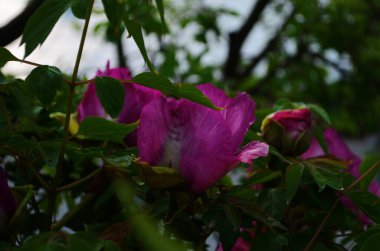 Moutan Ağacı Şakayığı ya da Peeonia Parkı parka yakın.