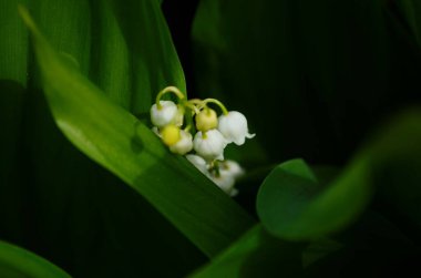 Vadideki Lily 'nin çiçekleri, Convallaria Majalis yakın mesafede.