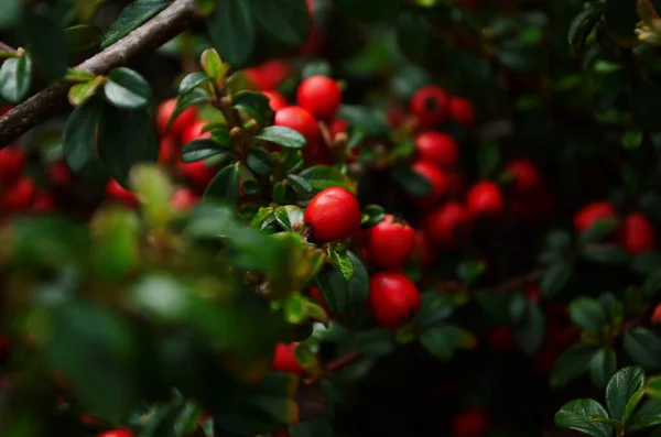 Cotoneaster Buske Bakgrund Röda Frukter Och Gröna Blad Nära Håll — Stockfoto