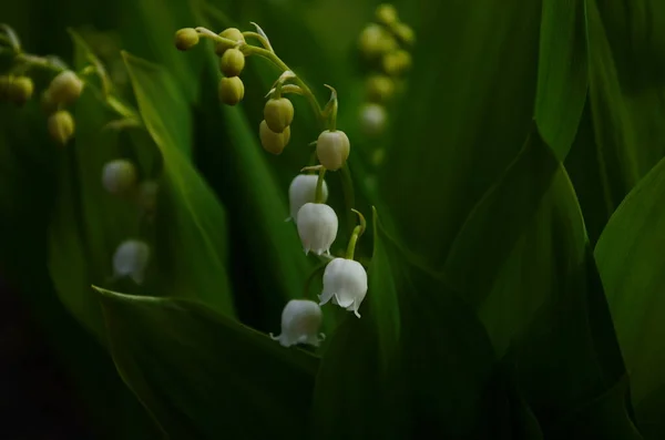 Virágok Lily Völgyben Convallaria Majalis Közelről — Stock Fotó