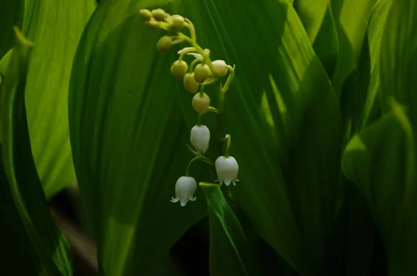 Květiny Lily Údolí Convallaria Majalis Zblízka — Stock fotografie