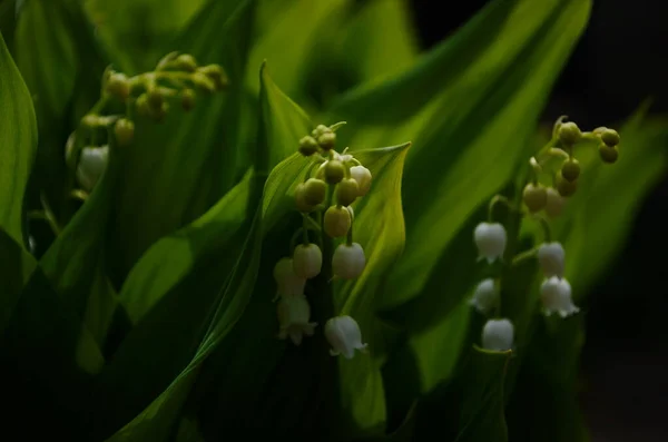 Virágok Lily Völgyben Convallaria Majalis Közelről — Stock Fotó