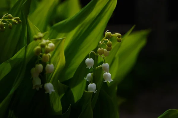 Květiny Lily Údolí Convallaria Majalis Zblízka — Stock fotografie