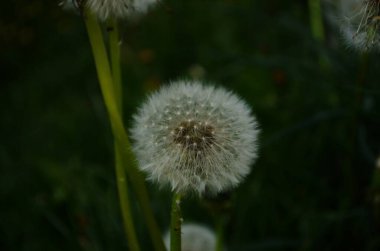 Karahindiba. Makro fotoğraf. Olgun karahindiba tohumları. Beyaz karahindiba şemsiyeleri.