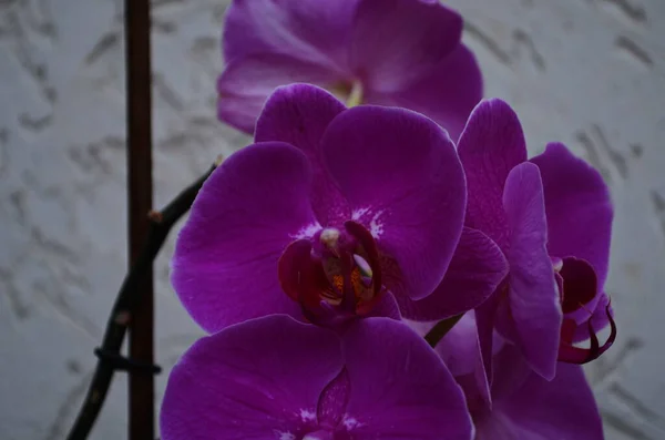 Blommor Orkidé Gren Nära Håll — Stockfoto